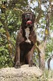 CANE CORSO 028